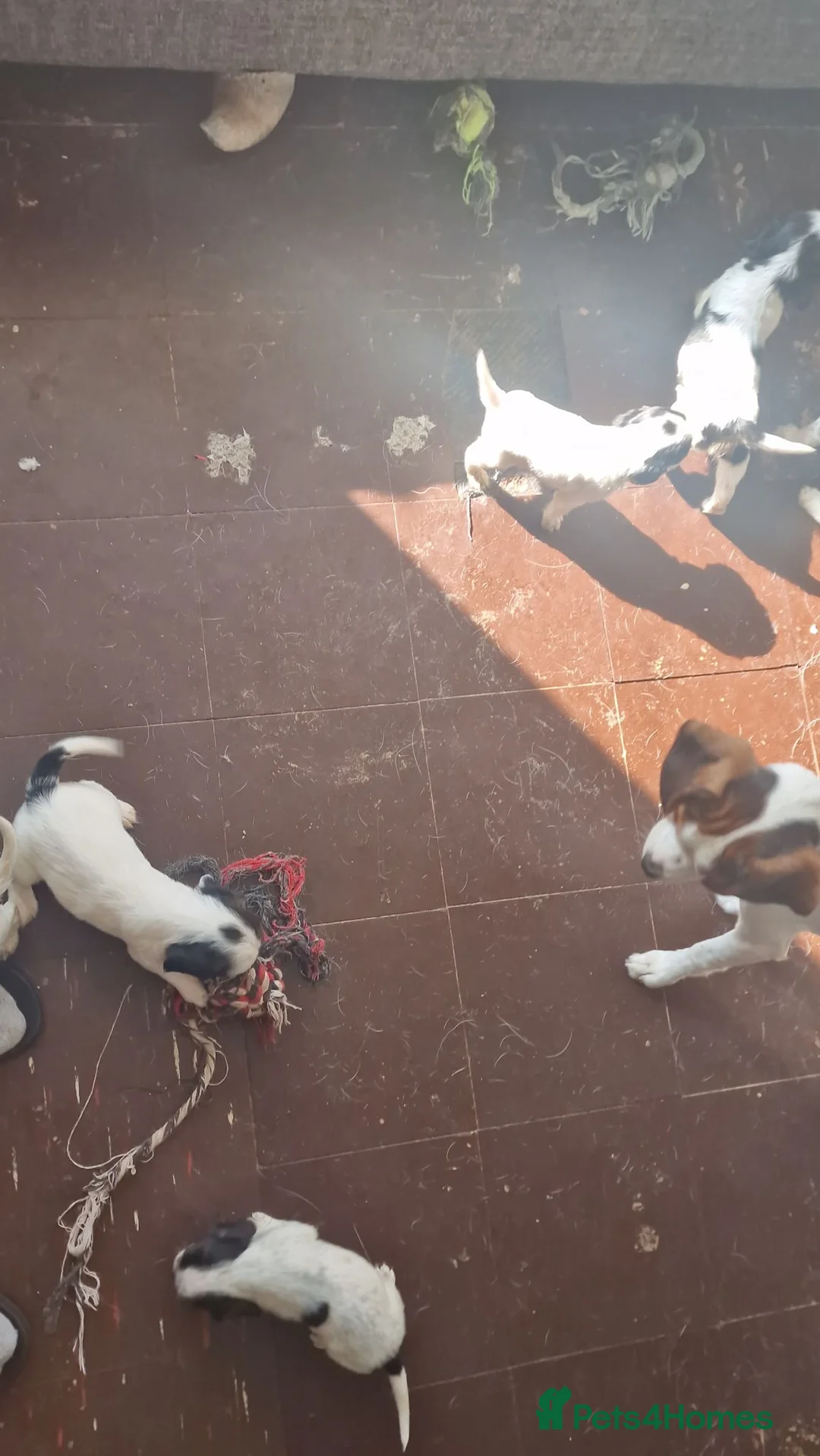 Mixed Breed dogs for sale: Litter of 8 bocker puppies  - Advert 2