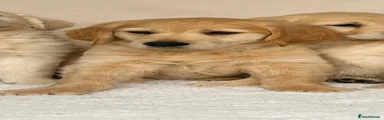 Golden Retriever Puppy 6