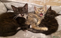 Mixed Breed cats for sale: Adorable Kittens Ready for Their New Homes! 🐾 - Image 9
