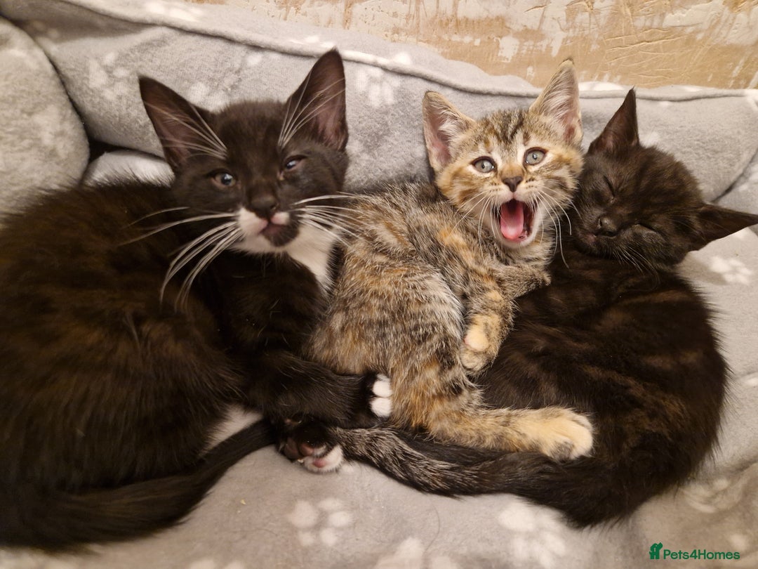 Mixed Breed cats for sale: Adorable Kittens Ready for Their New Homes! 🐾 - Image 9