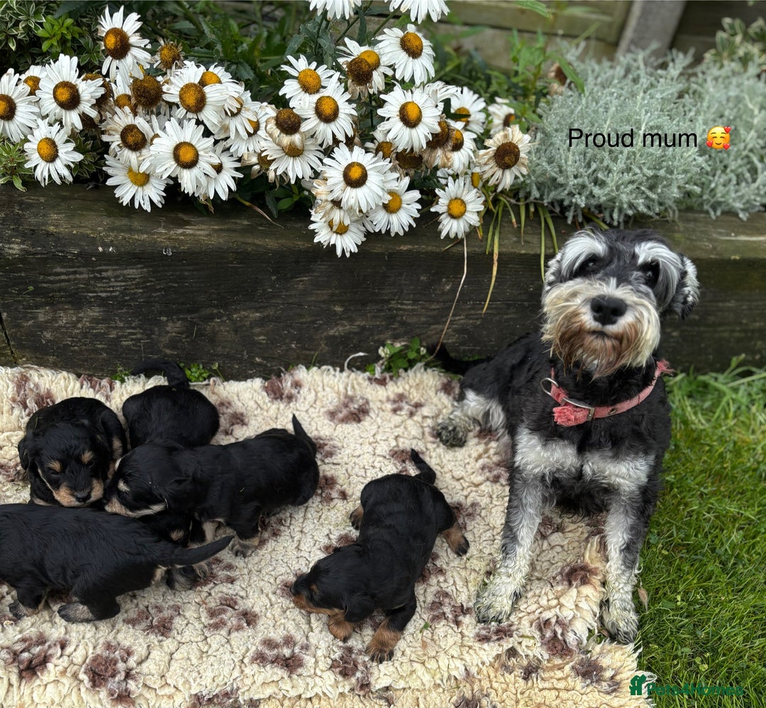 Mixed Breed dogs for sale: F1 MINI SCHNOODLE PUPPIES  - Image 25