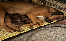 Rhodesian Ridgeback dogs for sale: Rhodesian Ridgeback puppies  - Image 7