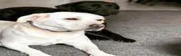 Labrador Retriever dogs for sale: Beautiful Pure Labrador with dna tests - Advert 3