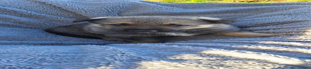 German Shepherd Puppy 1