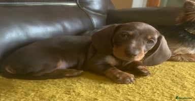 Miniature Dachshund dogs - Advert 2