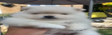 Pomeranian 2