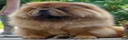 Chow Chow dogs for sale: Beautiful chow chow puppies  - Advert 3