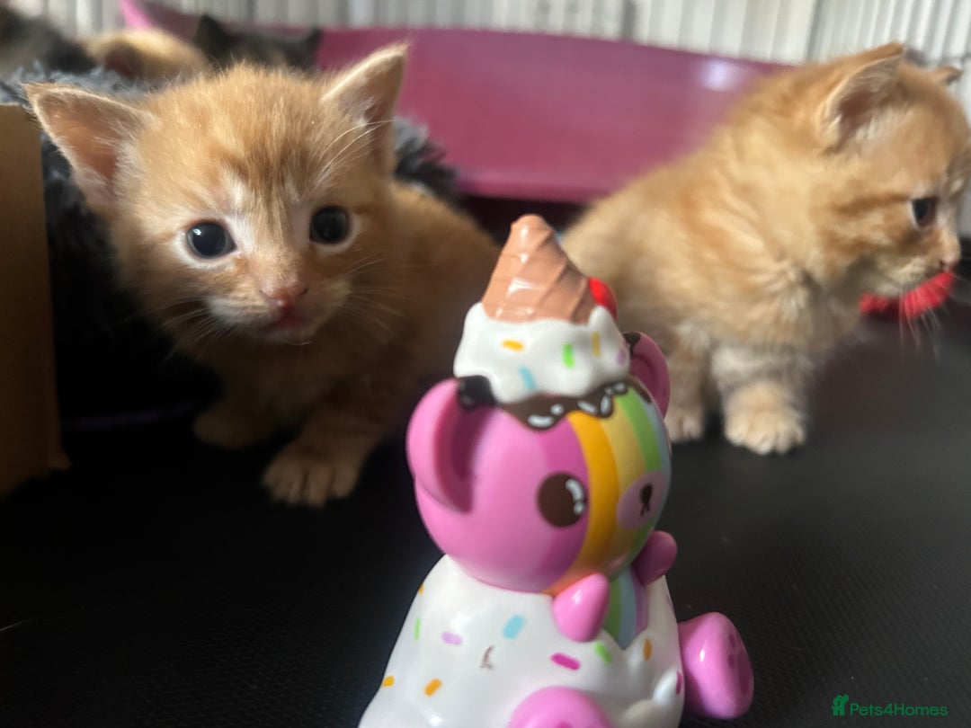 Mixed Breed cats for sale: Kittens for sale - Image 2
