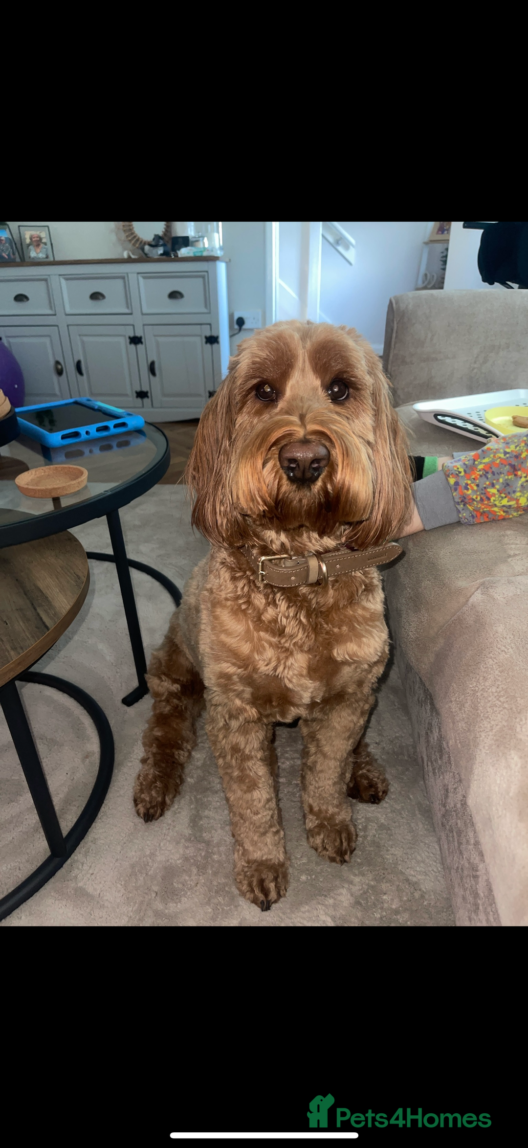 Cockapoo dogs for sale: Cockapoo - Image 17