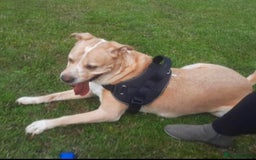 Mixed Breed dogs for adoption: Meet Balagan, currently residing in Merseyside  - Image 5