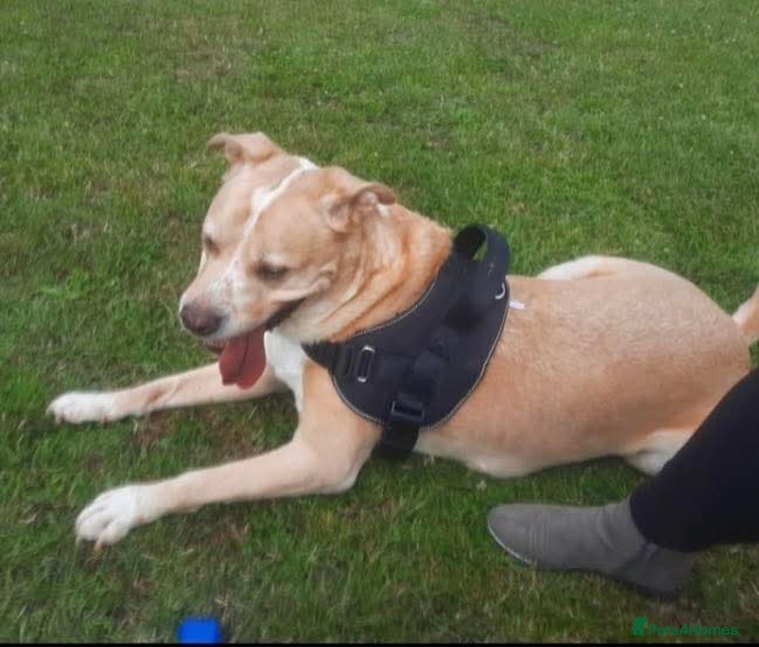 Mixed Breed dogs for adoption: Meet Balagan, currently residing in Merseyside  - Image 5