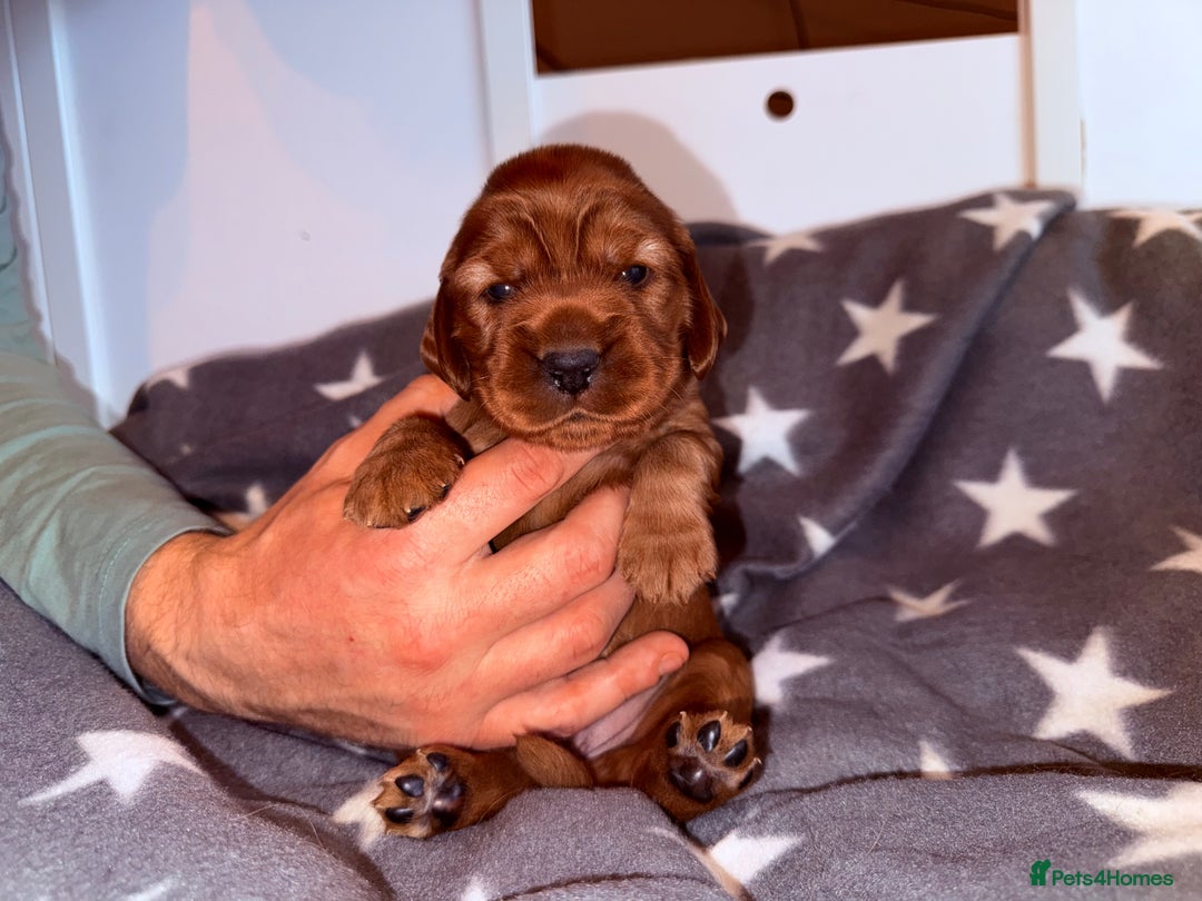 Cocker Spaniel dogs for sale: Chunky Show Cocker Spaniel Puppies 🤩🥰 - Advert 15