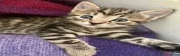 Bengal cats for sale: Bengal X Kittens With Famous Siblings!  - Advert 19