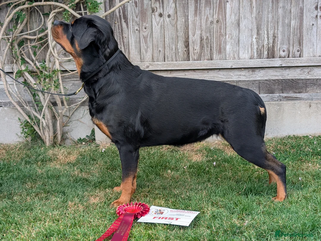Rottweiler dogs for sale: Rottweiler puppies available  in Lutterworth - Advert 2
