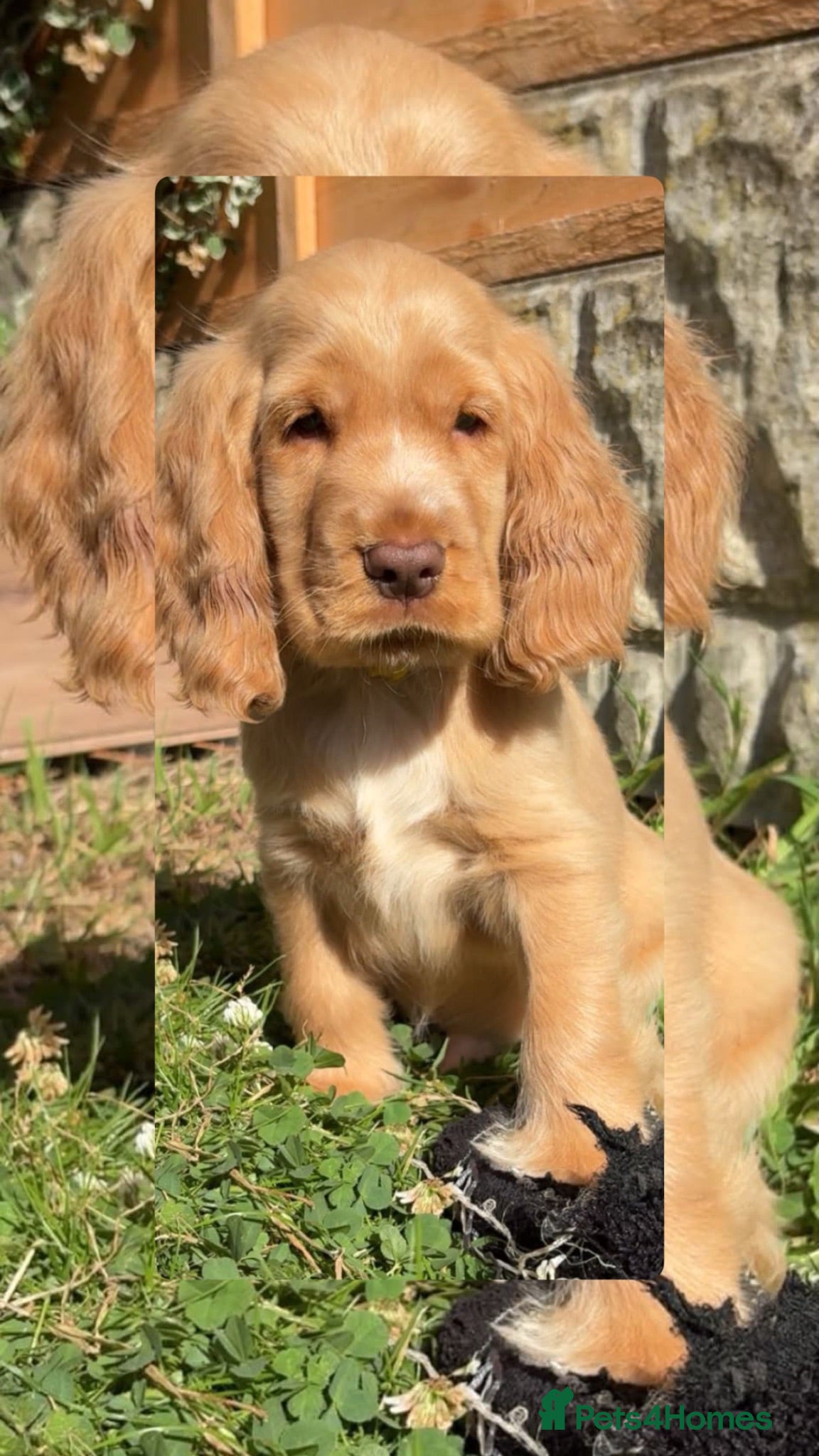 Cocker Spaniel dogs Show type KC registered cocker spaniels  - Advert 1
