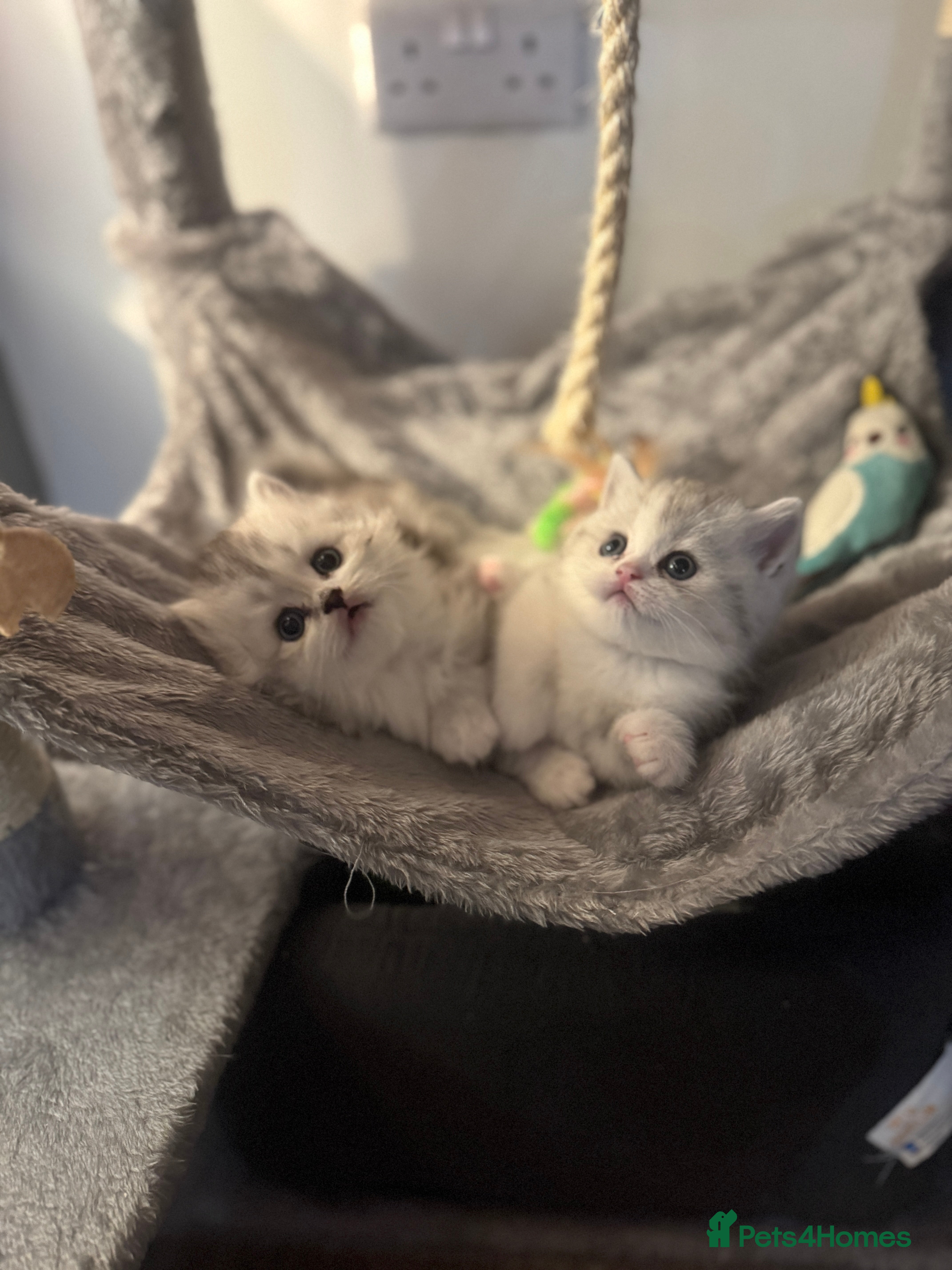 Scottish Fold cats Scottish fold / straight Kittens  - Advert 18