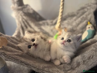 Scottish Fold cats Scottish fold / straight Kittens - Advert 15