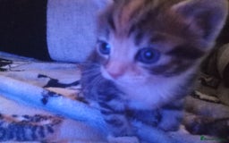 Bengal cats for sale: Bengal cross kittens  - Advert 14