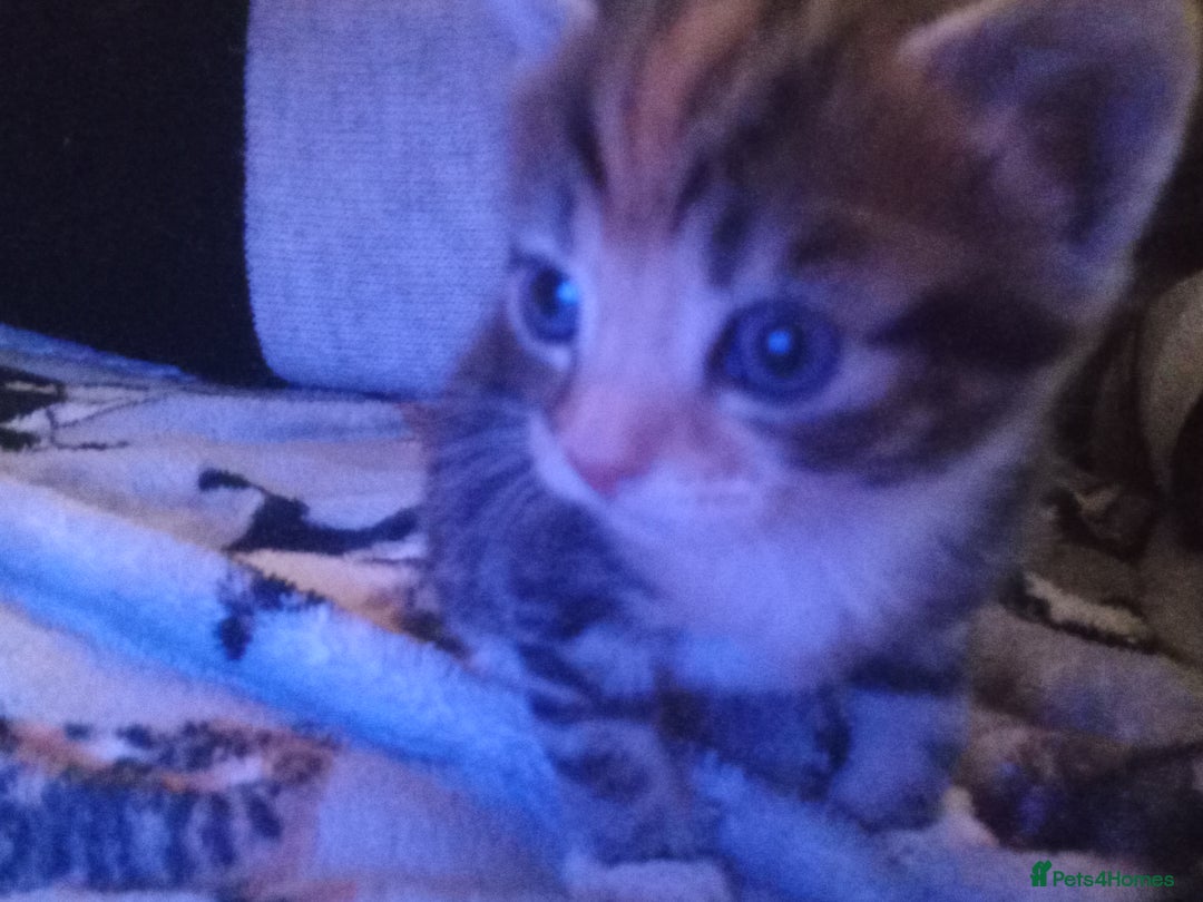 Bengal cats for sale: Bengal cross kittens  - Advert 14