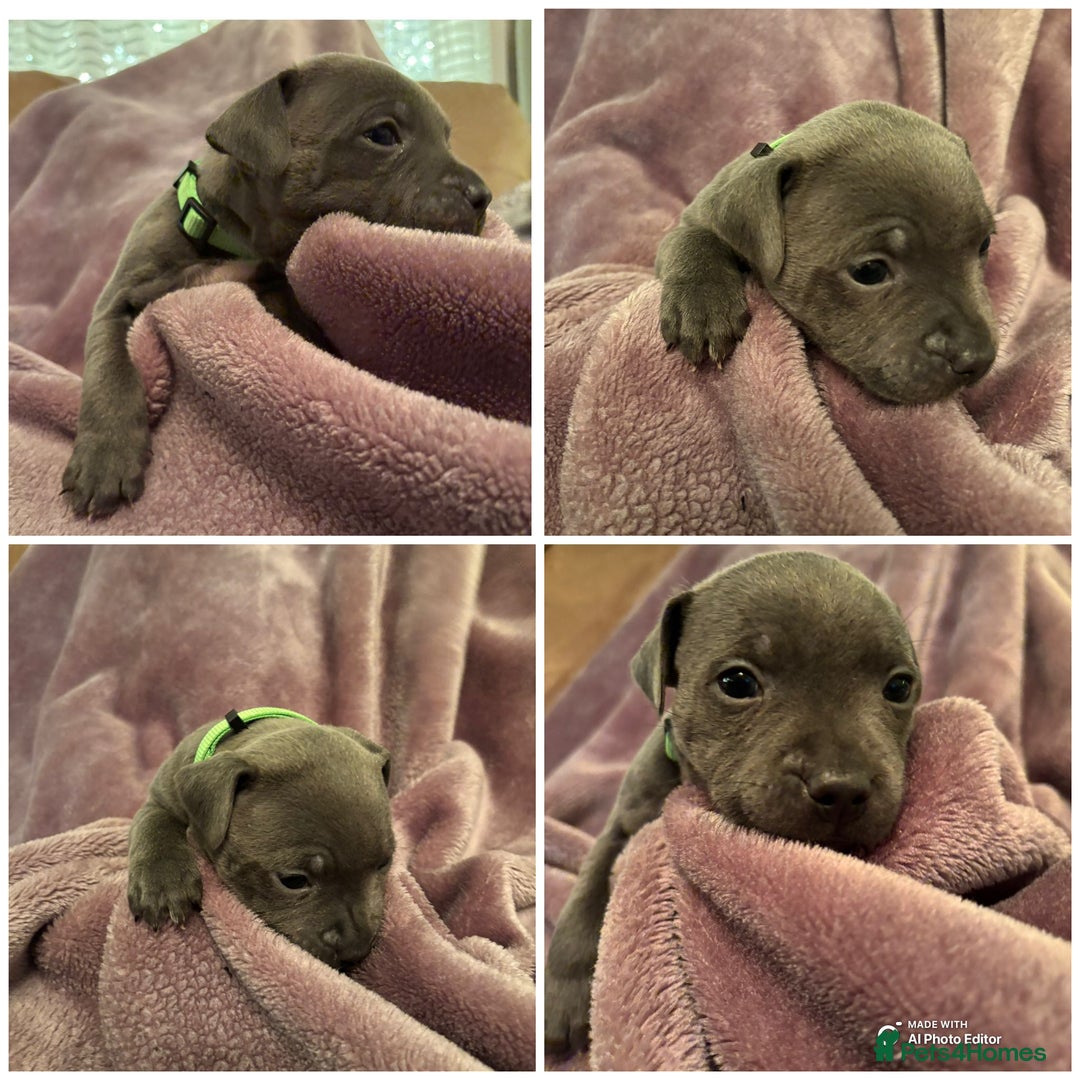 Staffordshire Bull Terrier dogs for sale: Staffordshire Bull Terrier puppies  - Advert 15