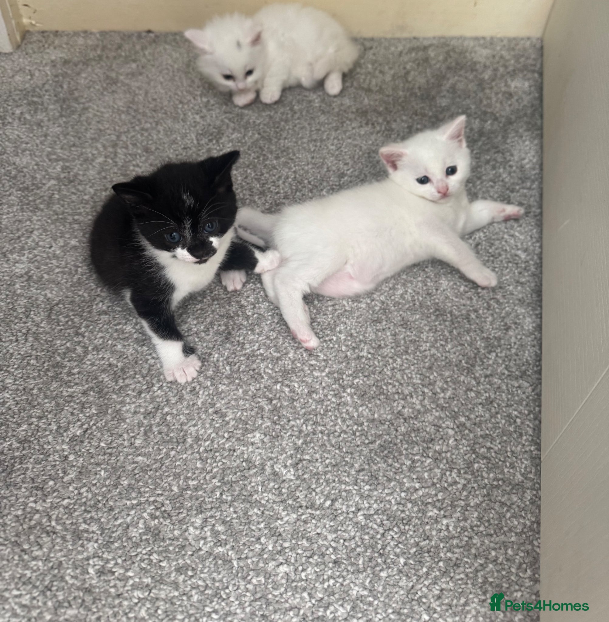 Mixed Breed cats Kittens for sale 4 weeks to go! - Advert 4