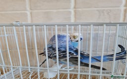 Budgerigars birds for sale: Lovely young budgies for sale Various colours  - Image 10
