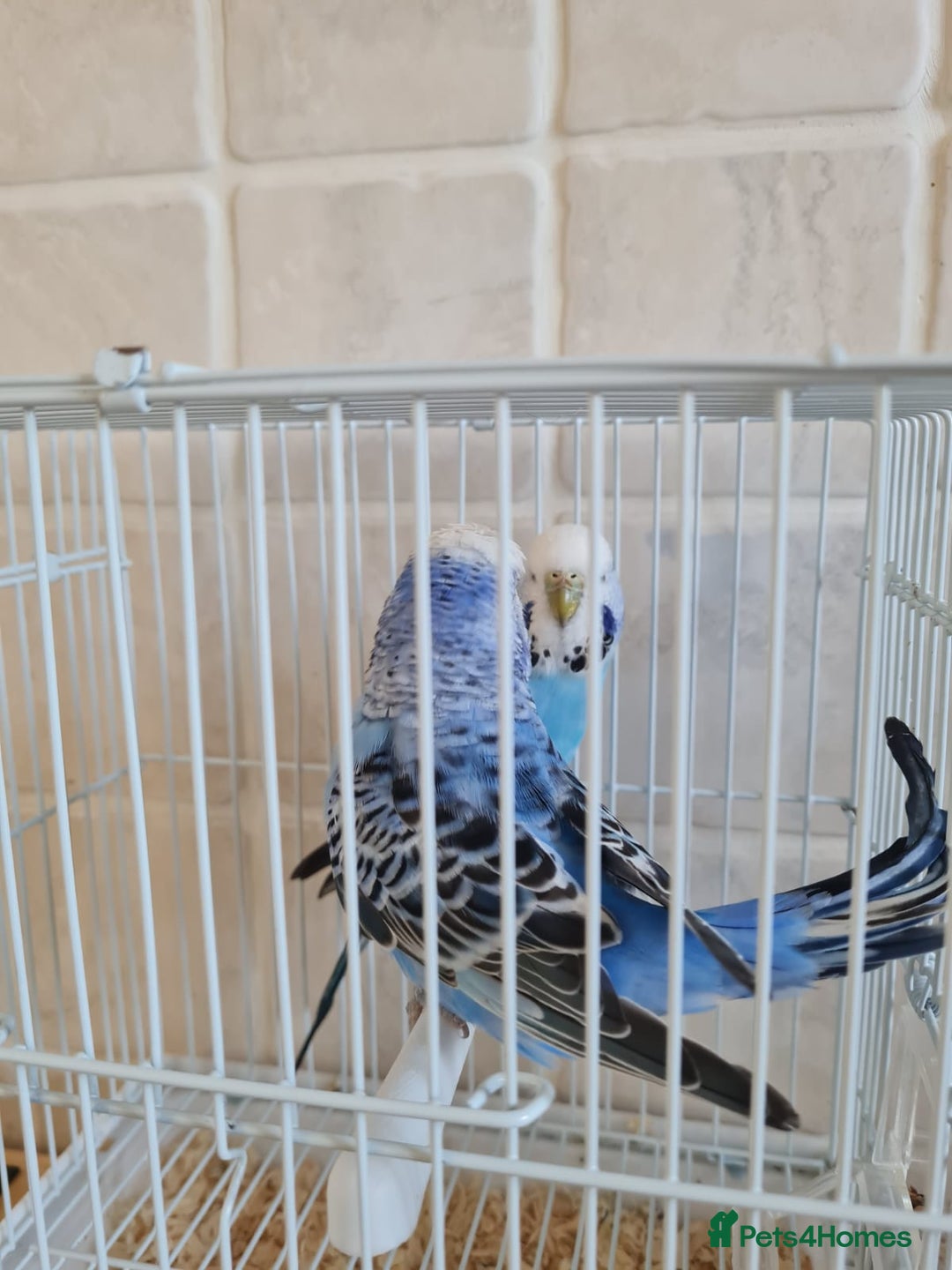 Budgerigars birds for sale: Lovely young budgies for sale Various colours  - Image 10