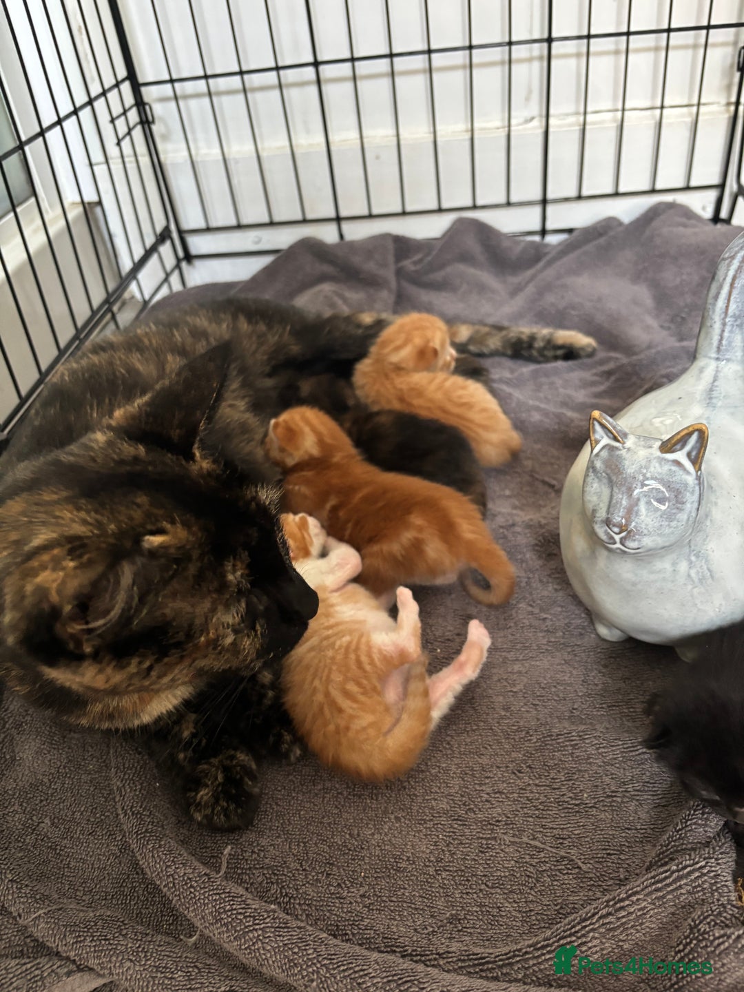 Mixed Breed cats for sale: Beautiful kittens for sale - Image 3