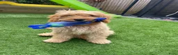 Cavapoo dogs for sale: Cavapoo  in Harrogate - Advert 5