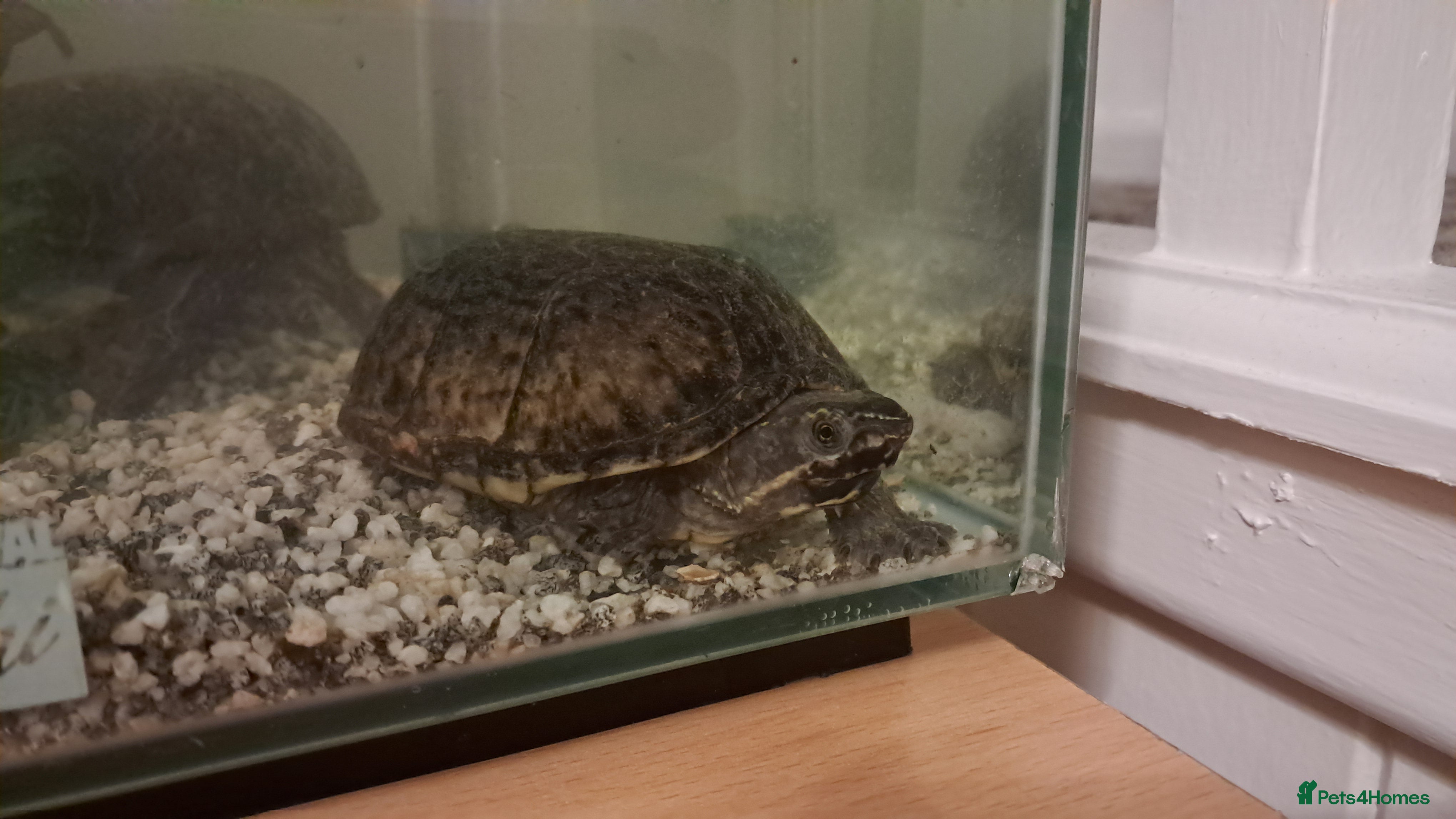 Turtle reptiles Common musk turtles - Advert 19