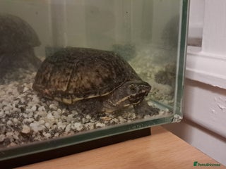 Turtle reptiles - Advert 2