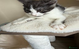 Mixed Breed cats for sale: Beautiful mixed litter  - Image 4