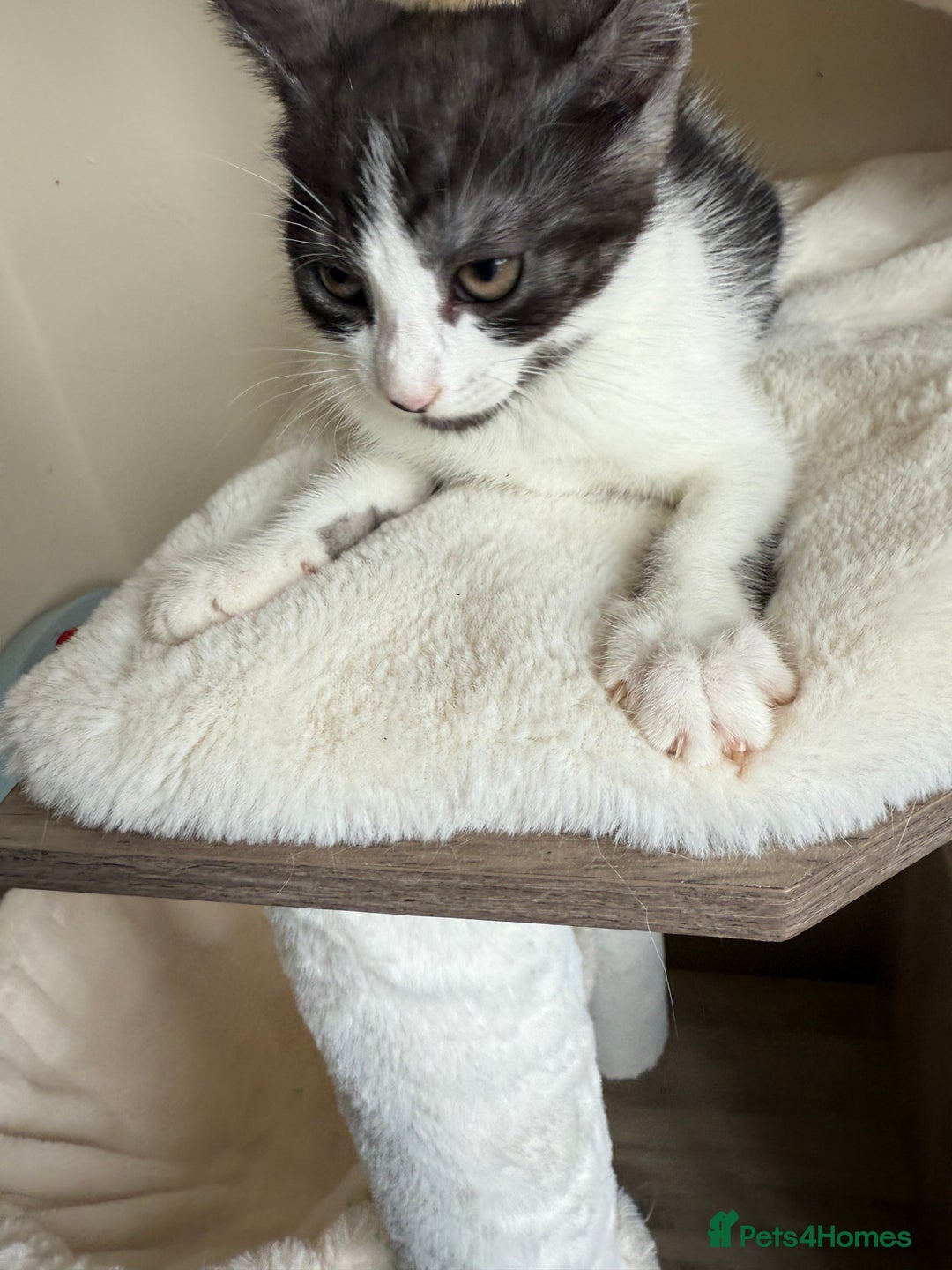 Mixed Breed cats for sale: Beautiful mixed litter  - Image 4