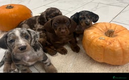 Dachshund dogs for sale: Dachshund puppies for sale  - Image 4