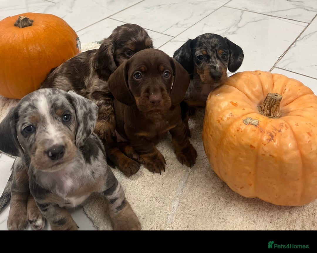 Dachshund dogs for sale: Dachshund puppies for sale  - Image 4