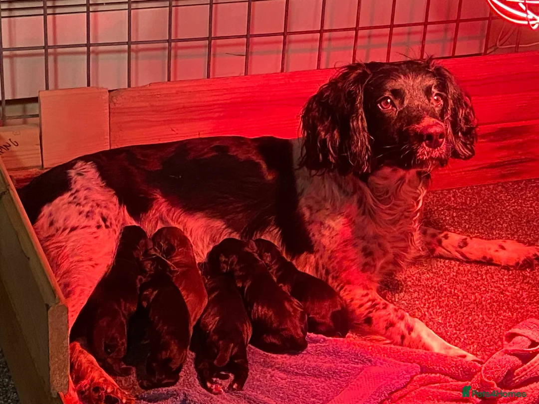 Sprocker dogs for sale: Sprocker spaniel puppies  in Chesterfield - Advert 1