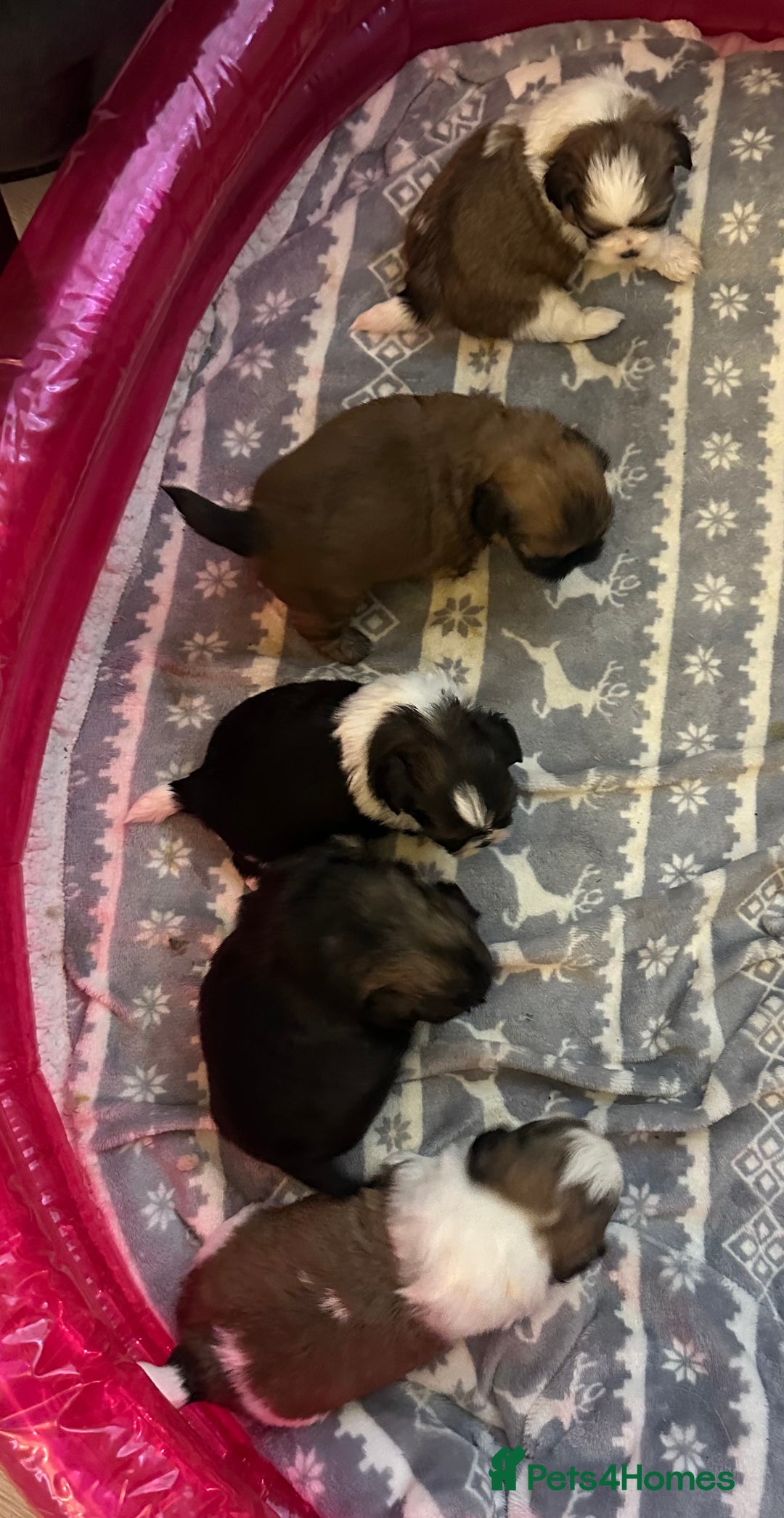 Shih Tzu dogs for sale: Beautiful Shih Zu Puppies  - Image 2