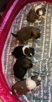 Shih Tzu dogs - Advert 5