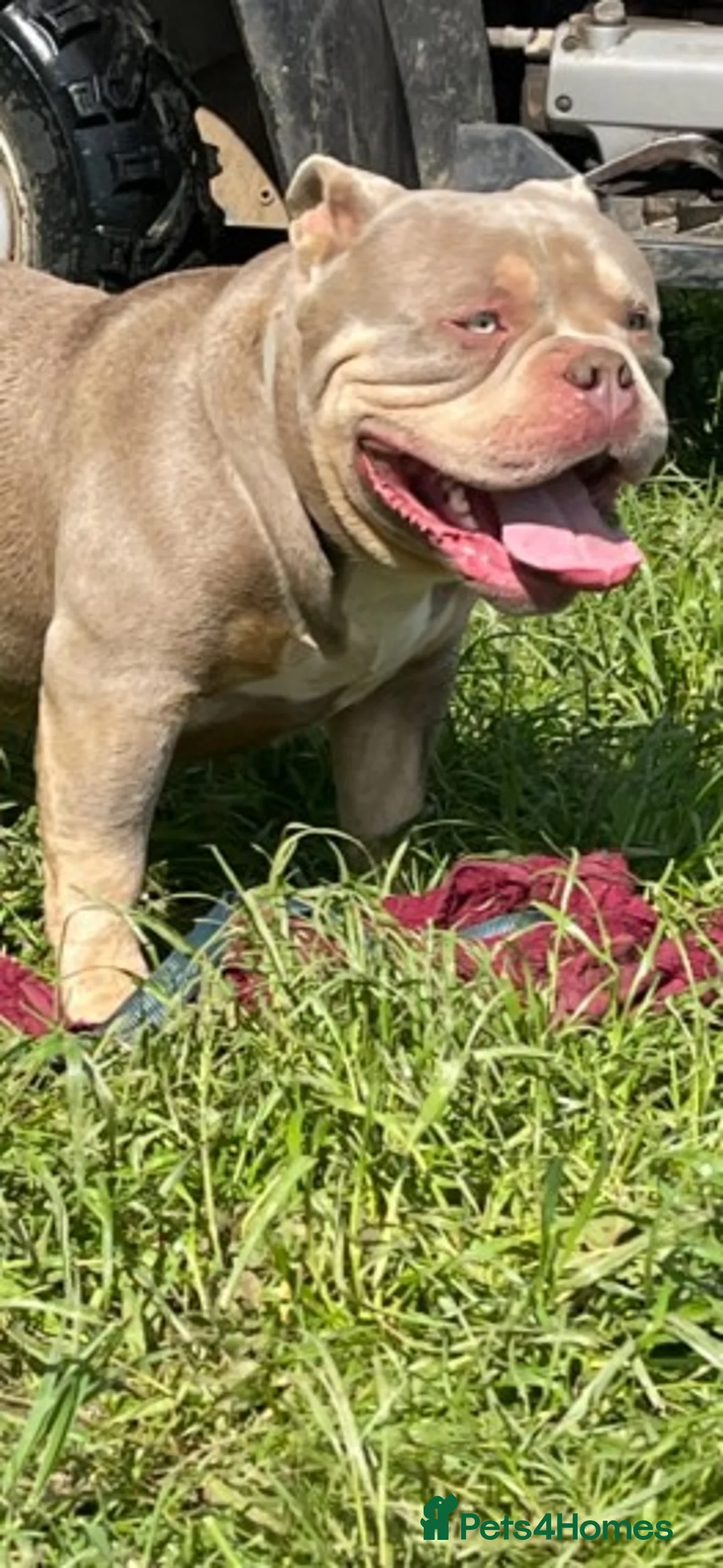 American Bully dogs for stud: Proven lilac tri abkc American pocket bully stud in Trowbridge - Advert 3