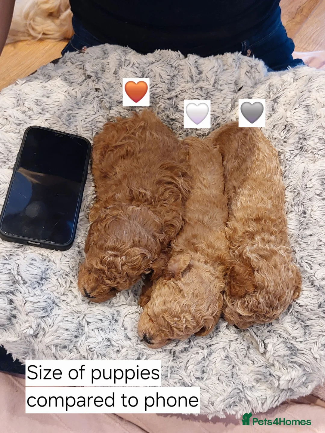 Toy Poodle dogs for sale: Tiny Asian Toy Poodle Puppies  - Advert 2