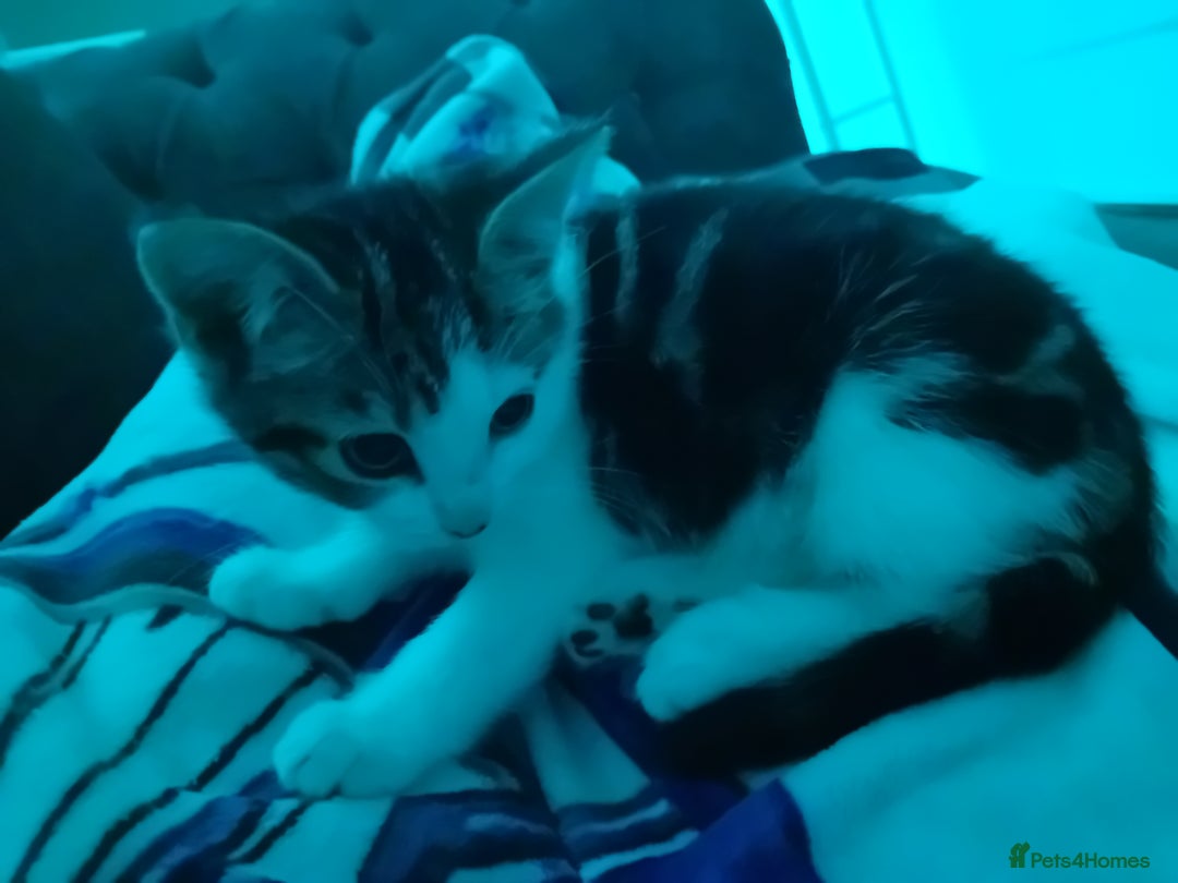 Mixed Breed cats for sale: Mixed breed kittens for sale £40 - Advert 4