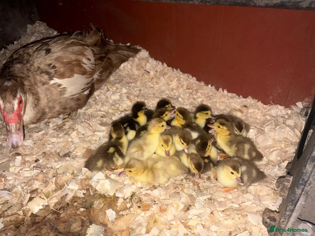 Ducks poultry for sale: Day old Muscovy ducklings unsexed - Advert 1