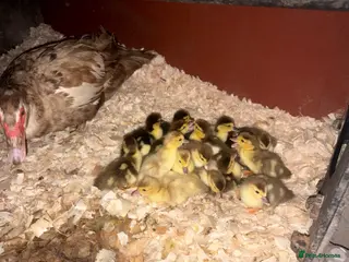 Ducks poultry Day old Muscovy ducklings unsexed - Advert 2