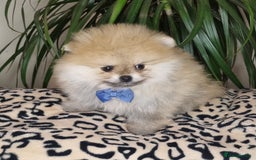 Pomeranian dogs for sale: CHAMPION BLOODLINE 3 female 1 male - Image 22