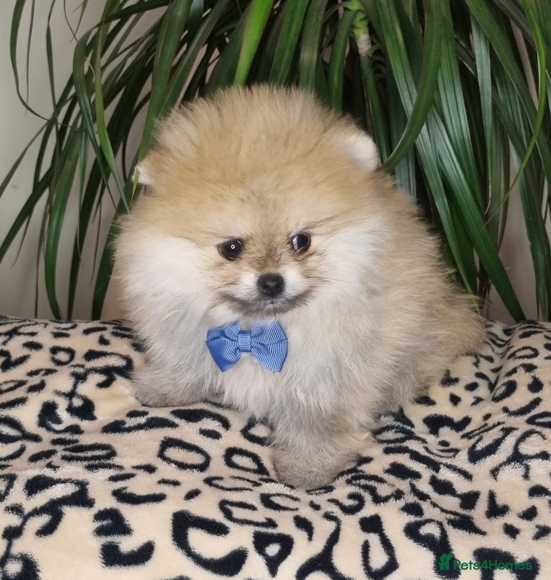 Pomeranian dogs for sale: CHAMPION BLOODLINE 3 female 1 male - Image 22