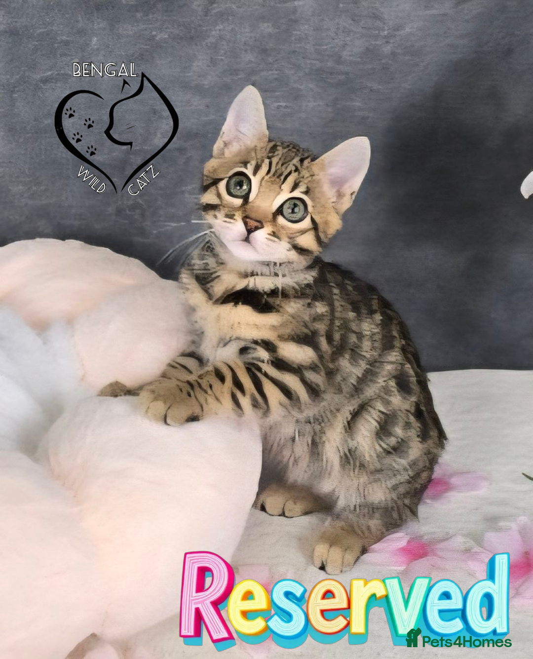 Bengal cats for sale: 1 beautiful boy from tica champion lines - Image 12