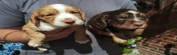 Cocker Spaniel dogs for sale: Cocker Spaniel Puppies  - Advert 4