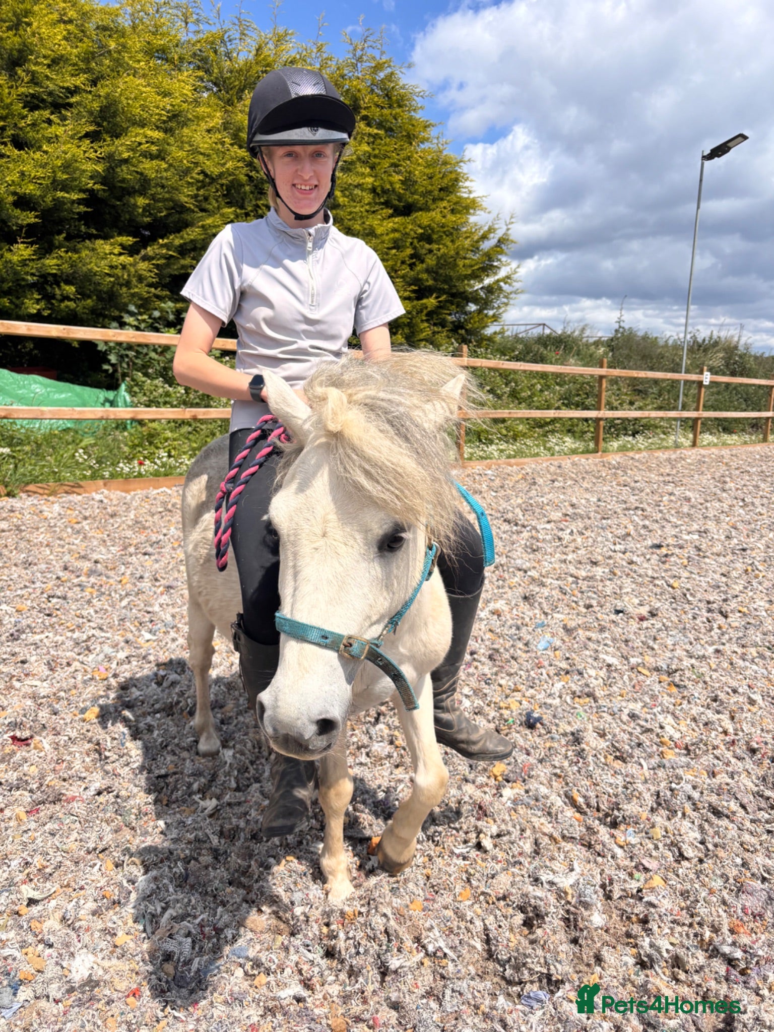 Welsh Section A horses 🐴 GIZMO – 6 Year Old Welsh Cross Gelding 🐴 - Advert 1