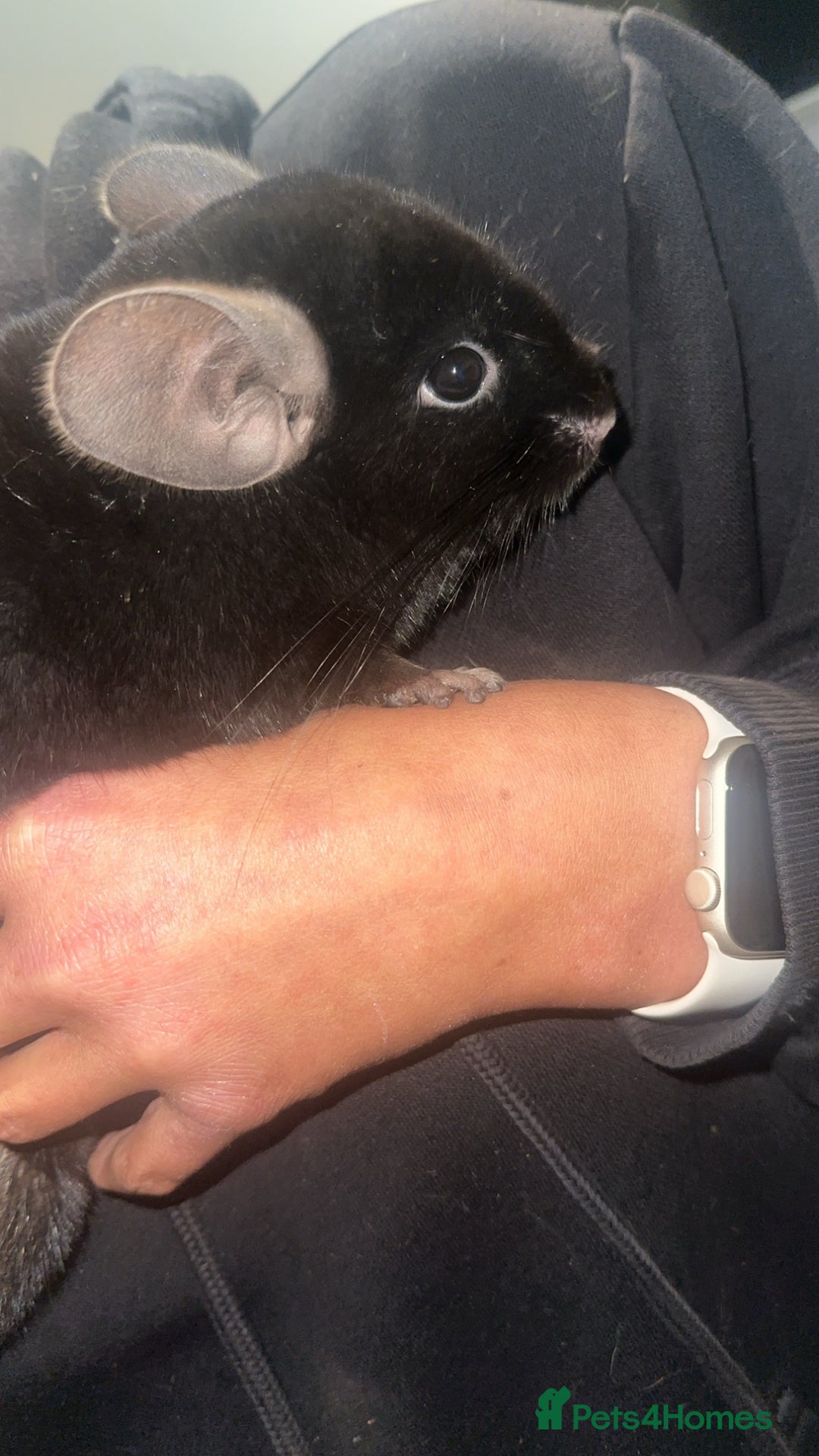 Chinchilla rodents for sale: 2 boys and cage 🩵 - Image 6