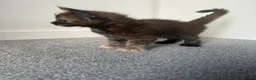 Maine Coon cats for sale: Last black torbie female available  - Advert 7